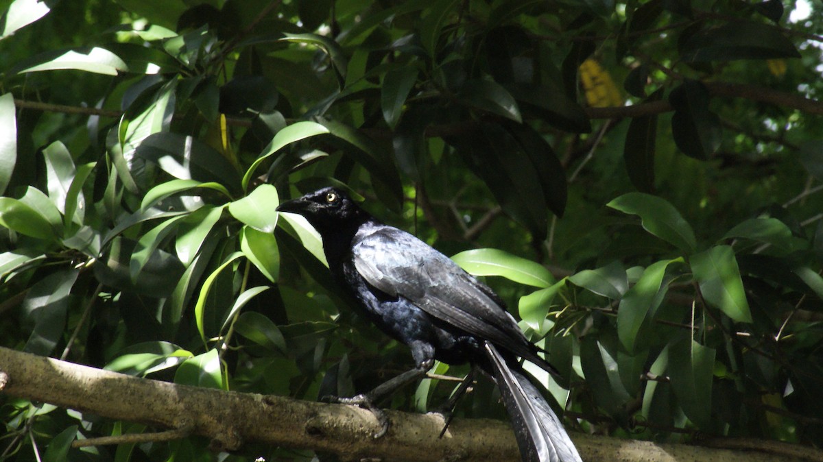 Great-tailed Grackle - ML597104761