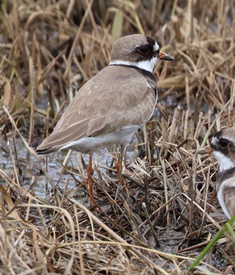 Semipalmated Plover - ML597104841