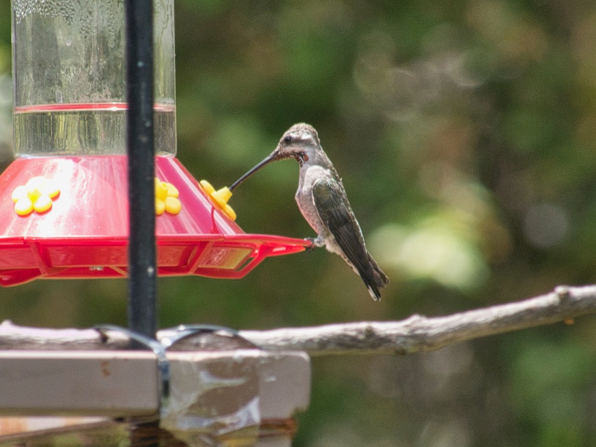 Plain-capped Starthroat - ML597105341