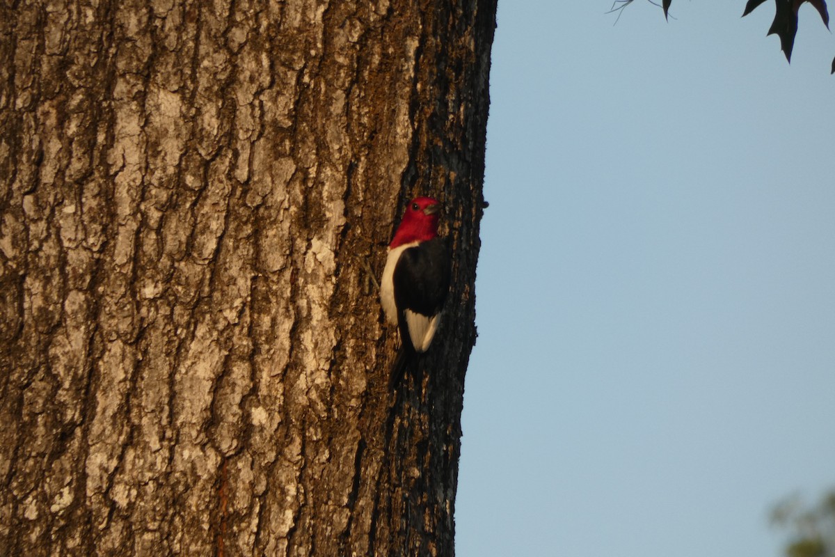 Red-headed Woodpecker - ML597106281