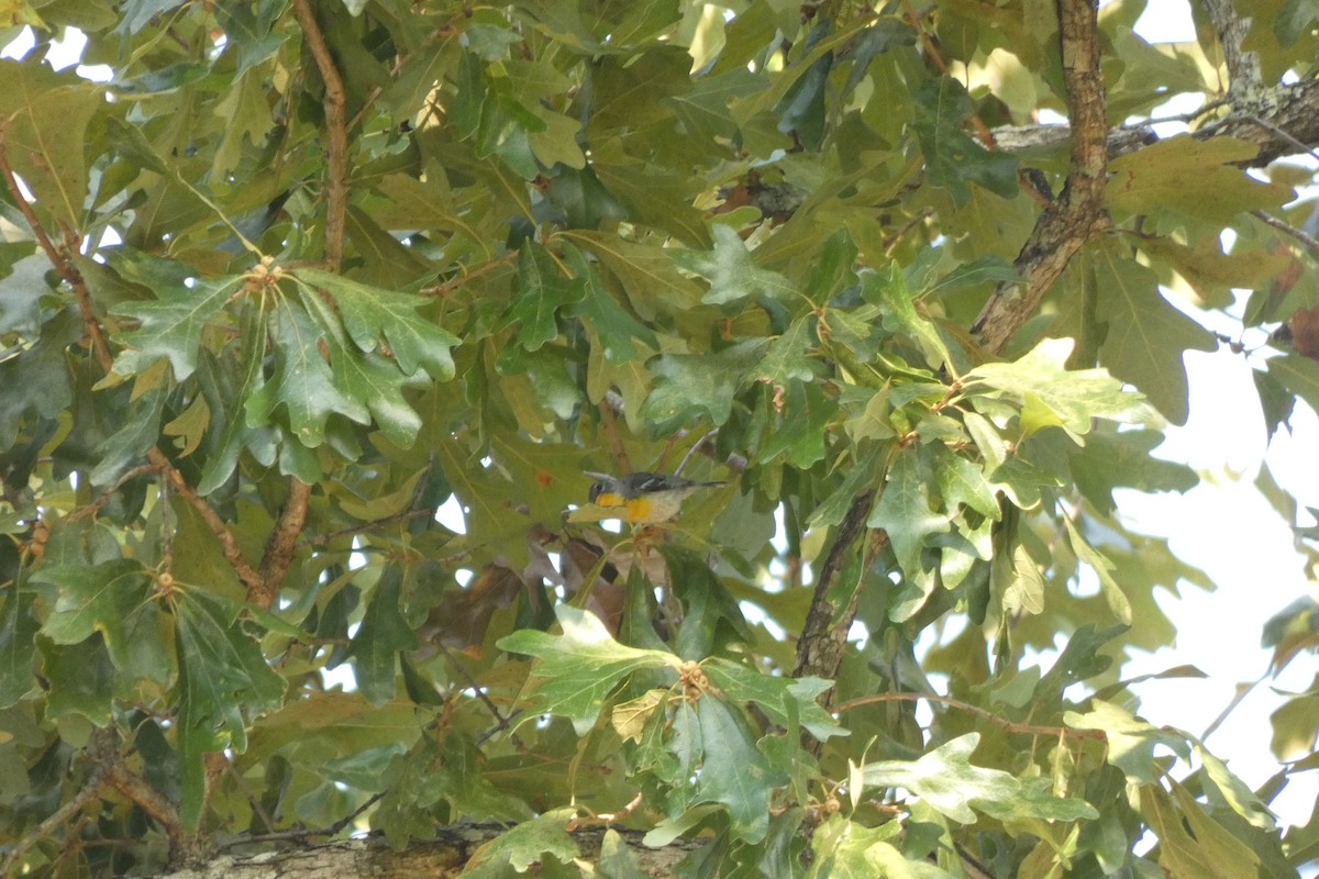 Northern Parula - ML597106491