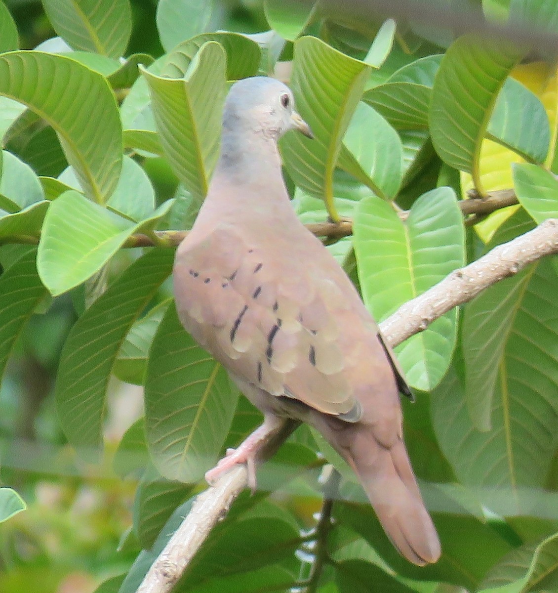 Ruddy Ground Dove - ML597106531