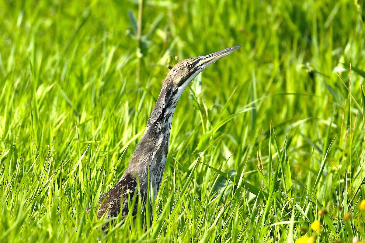 American Bittern - ML597107071