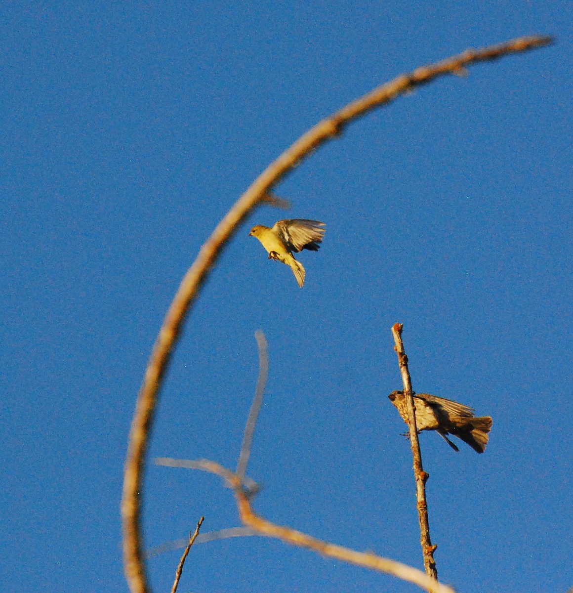 American Goldfinch - ML597108771