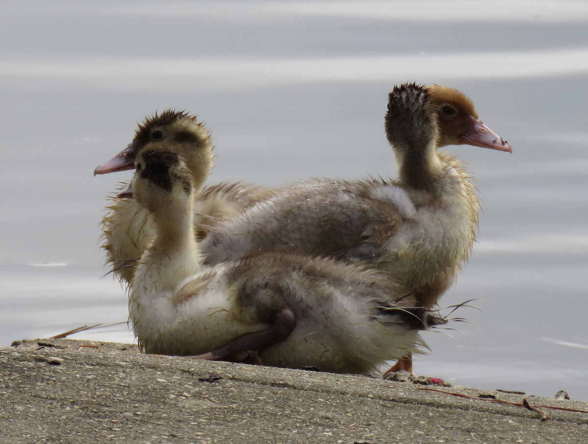 Muscovy Duck (Domestic type) - ML597110281