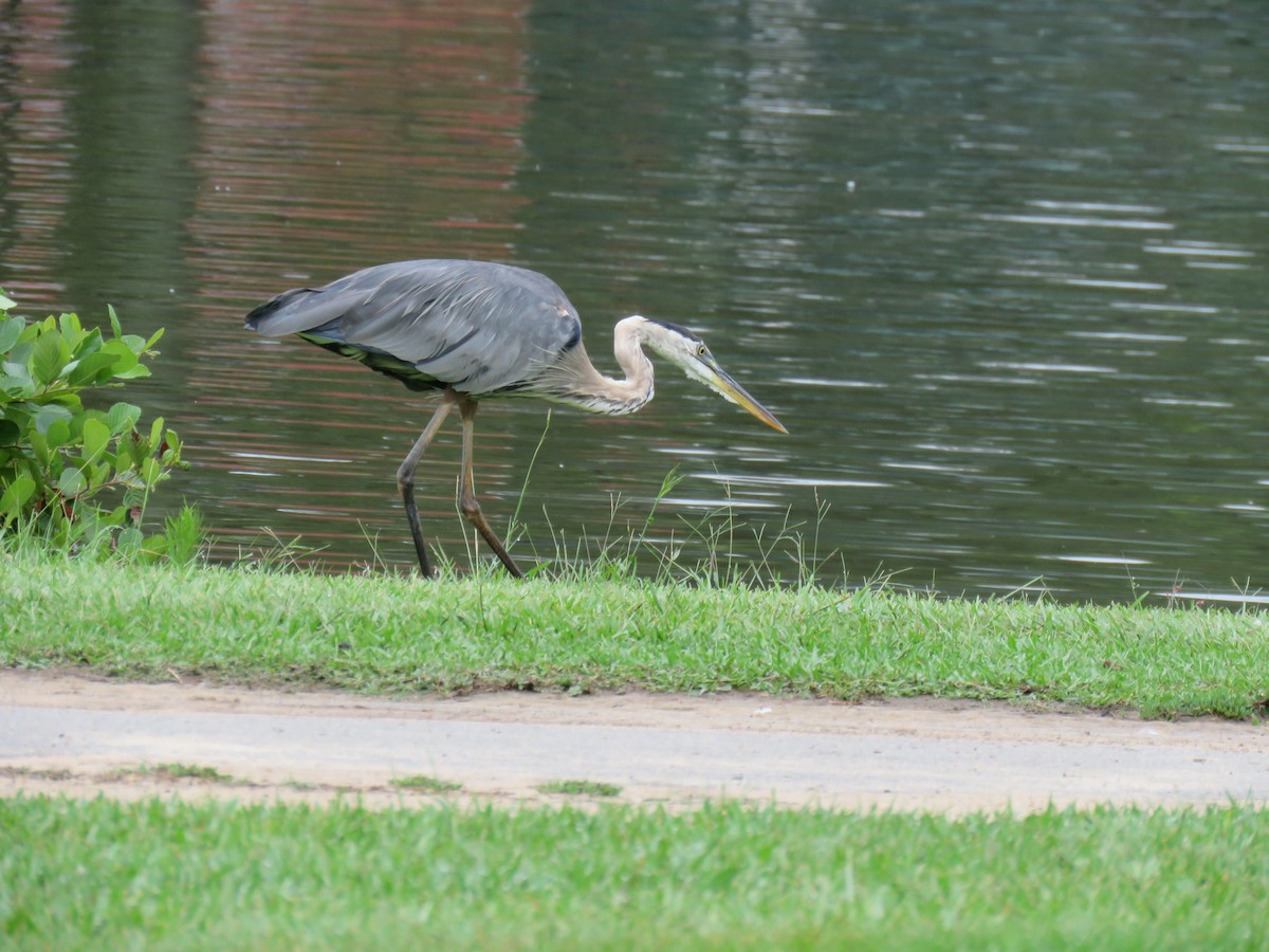 Great Blue Heron - ML597110291