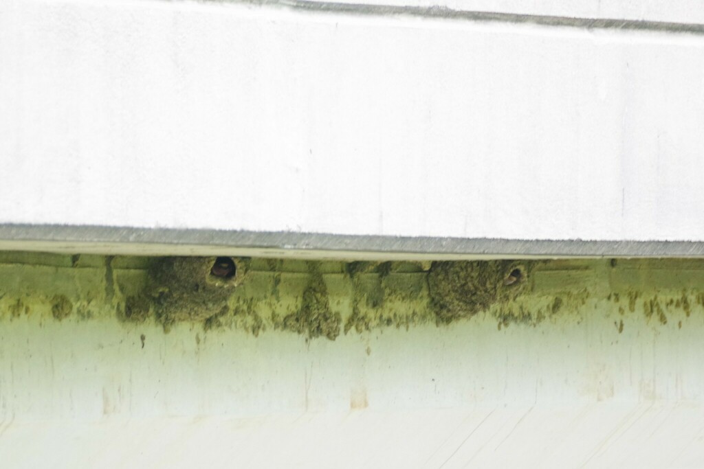 Cliff Swallow (pyrrhonota Group) - ML597110361