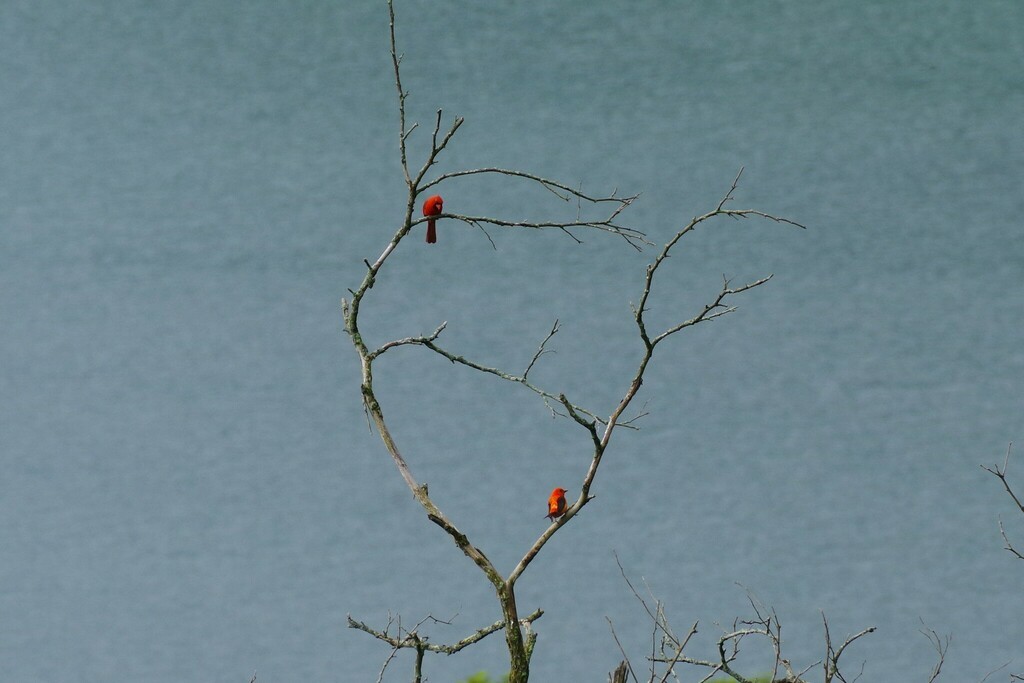 Scarlet Tanager - ML597110401