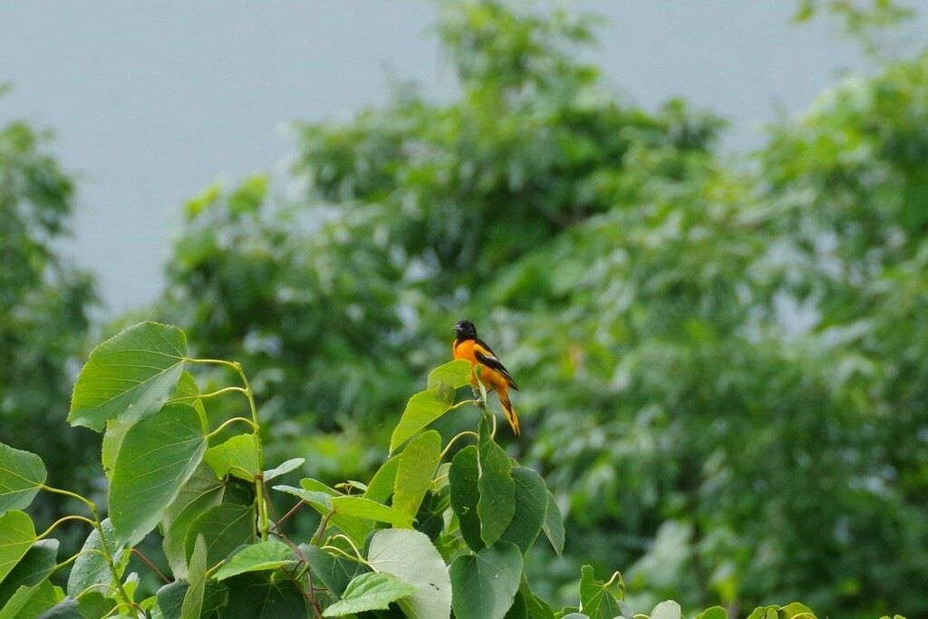 Baltimore Oriole - ML597110601