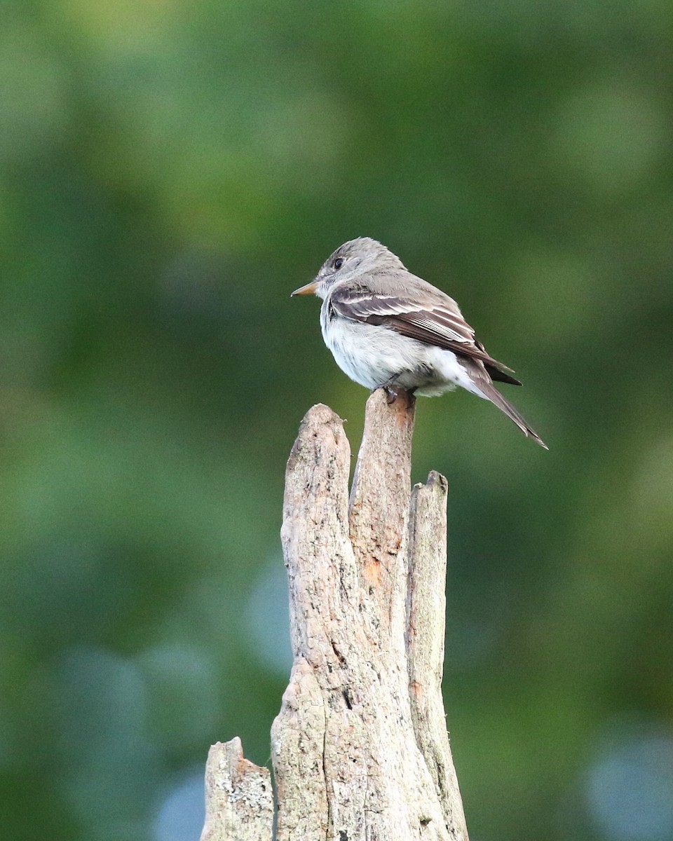 Eastern Wood-Pewee - ML597110671