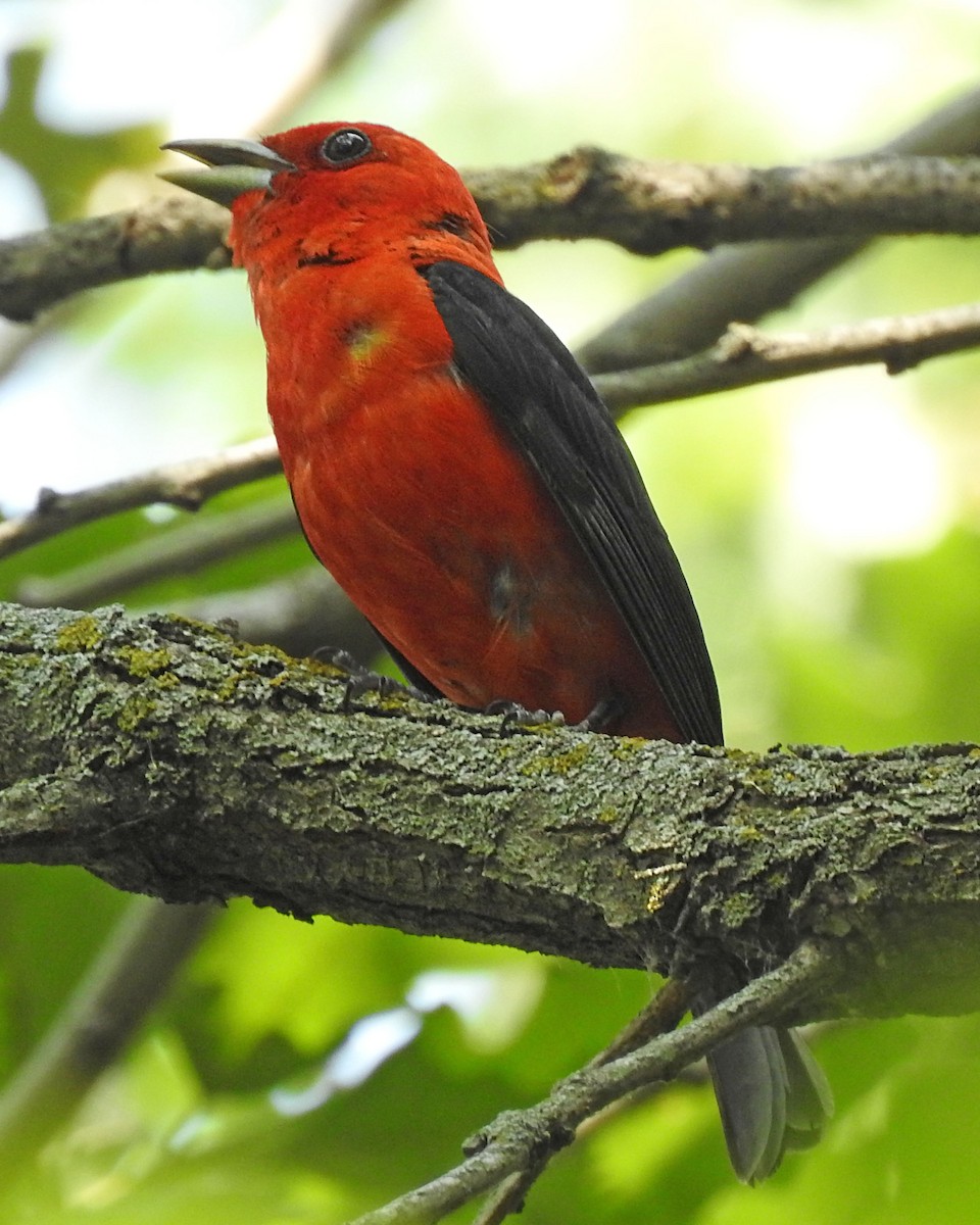 Scarlet Tanager - ML597111991