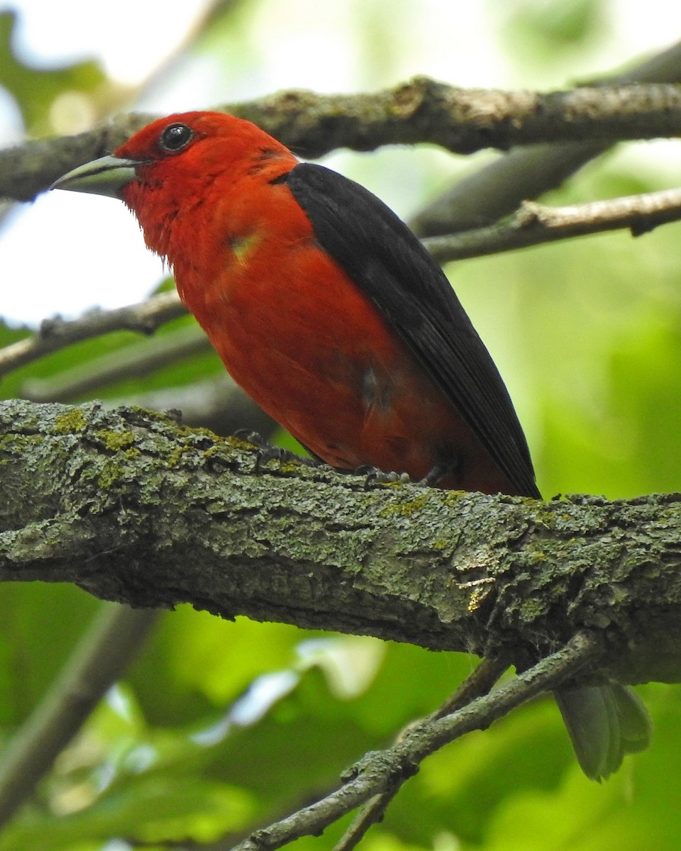 Scarlet Tanager - ML597112001