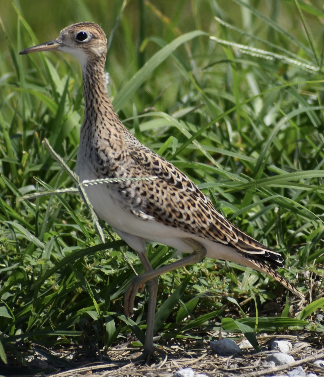 Upland Sandpiper - ML597112431