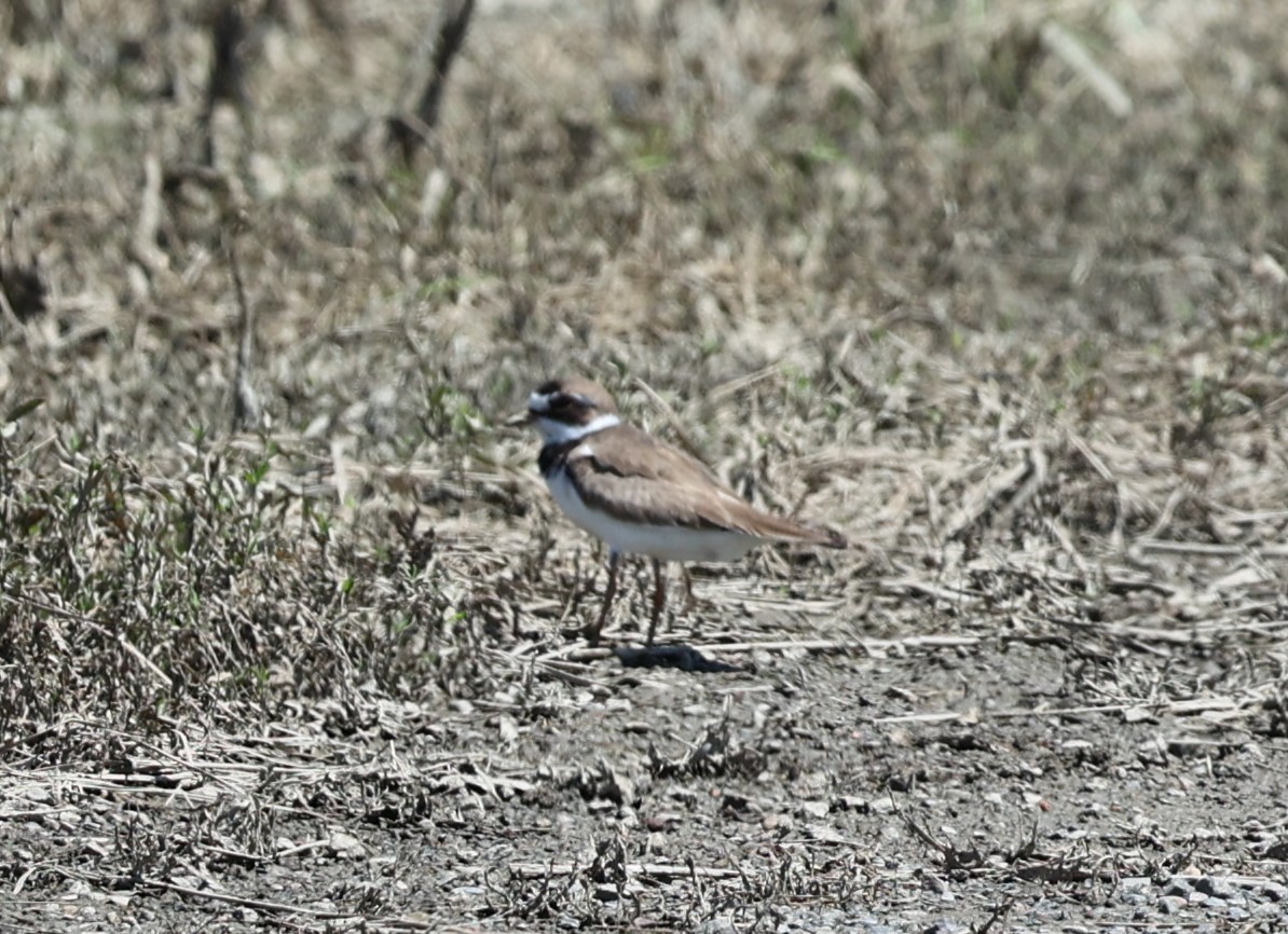 Semipalmated Plover - ML597112841