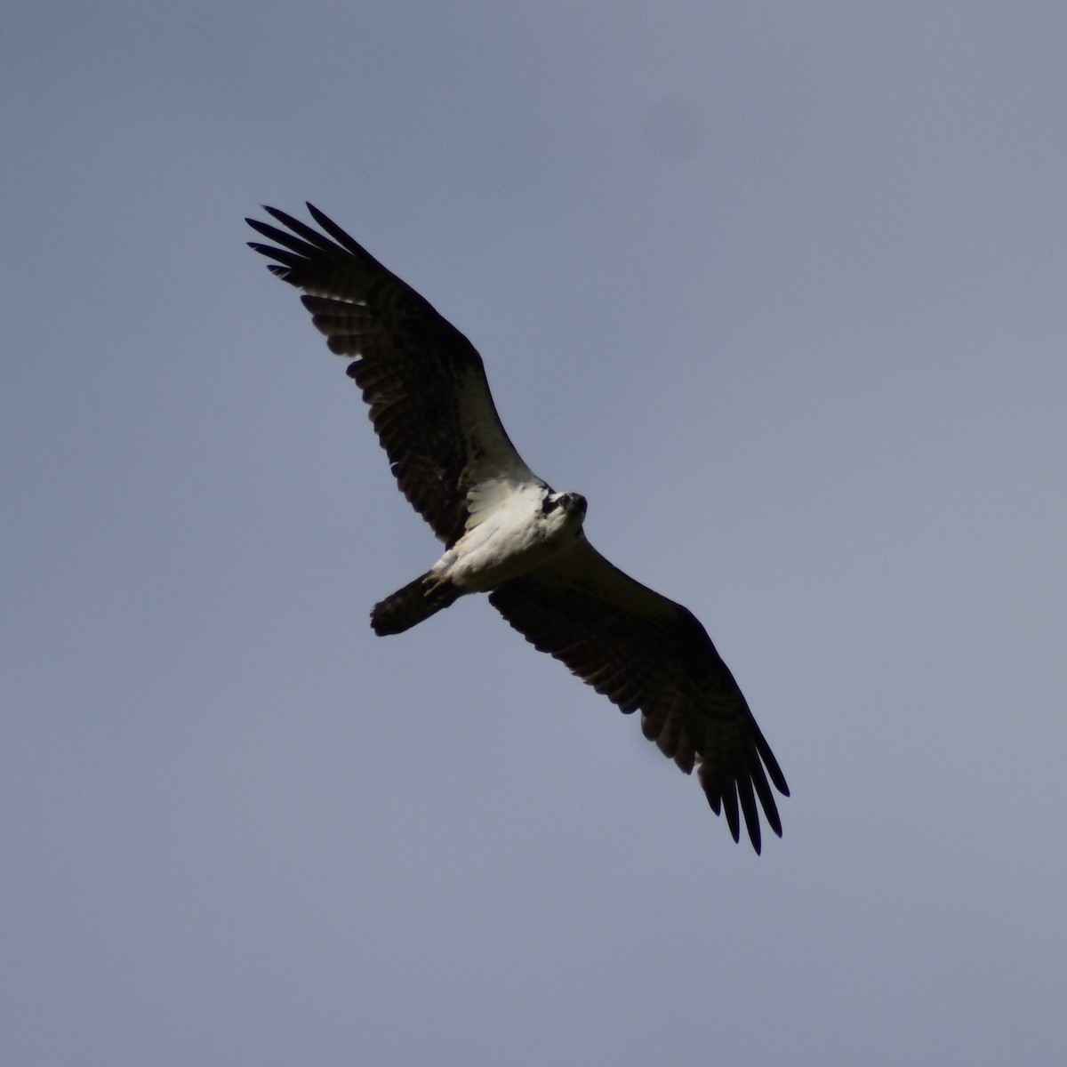 Osprey (carolinensis) - ML597112911