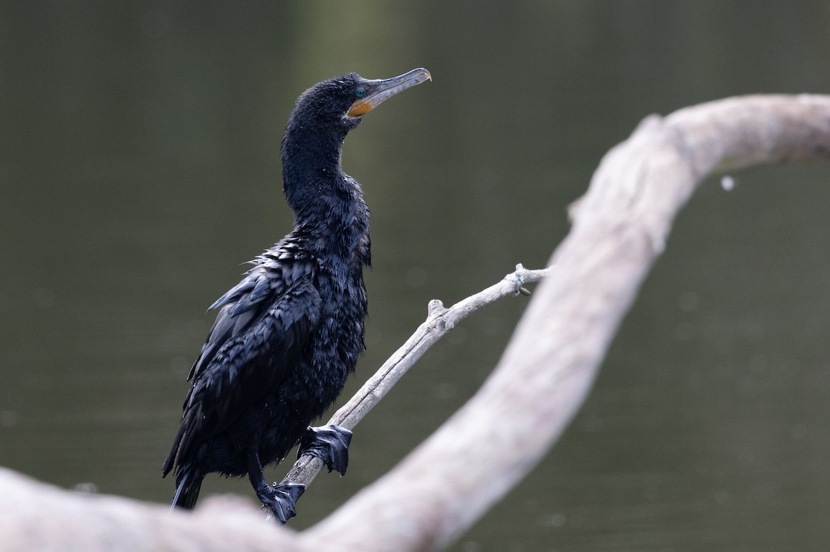 Neotropic Cormorant - ML597113141