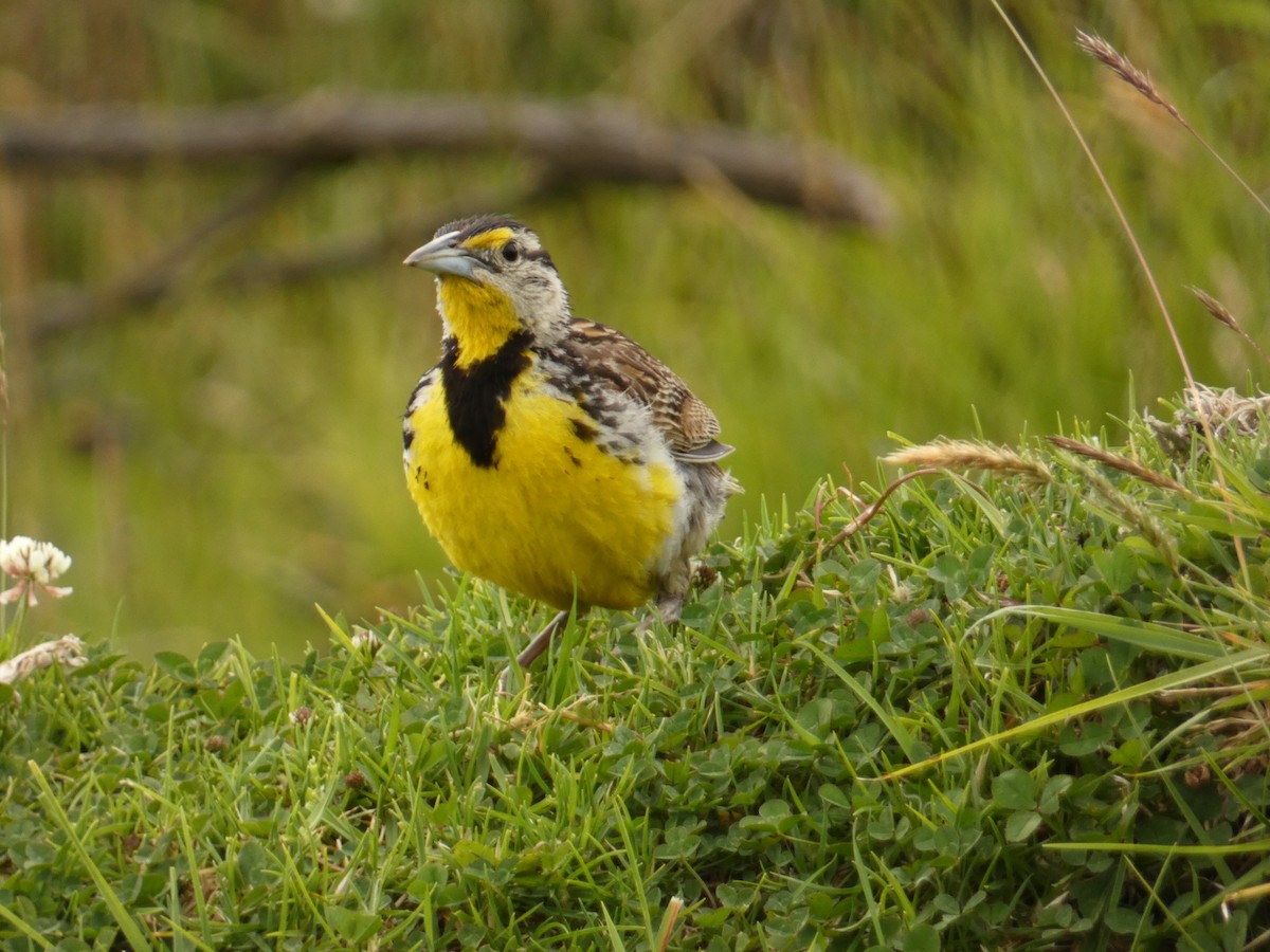 Eastern Meadowlark - ML597113701