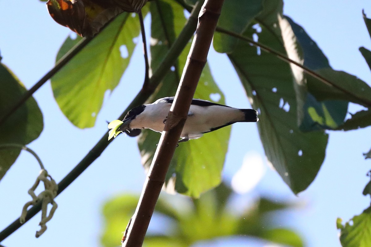 Black-crowned Tityra - ML597113911