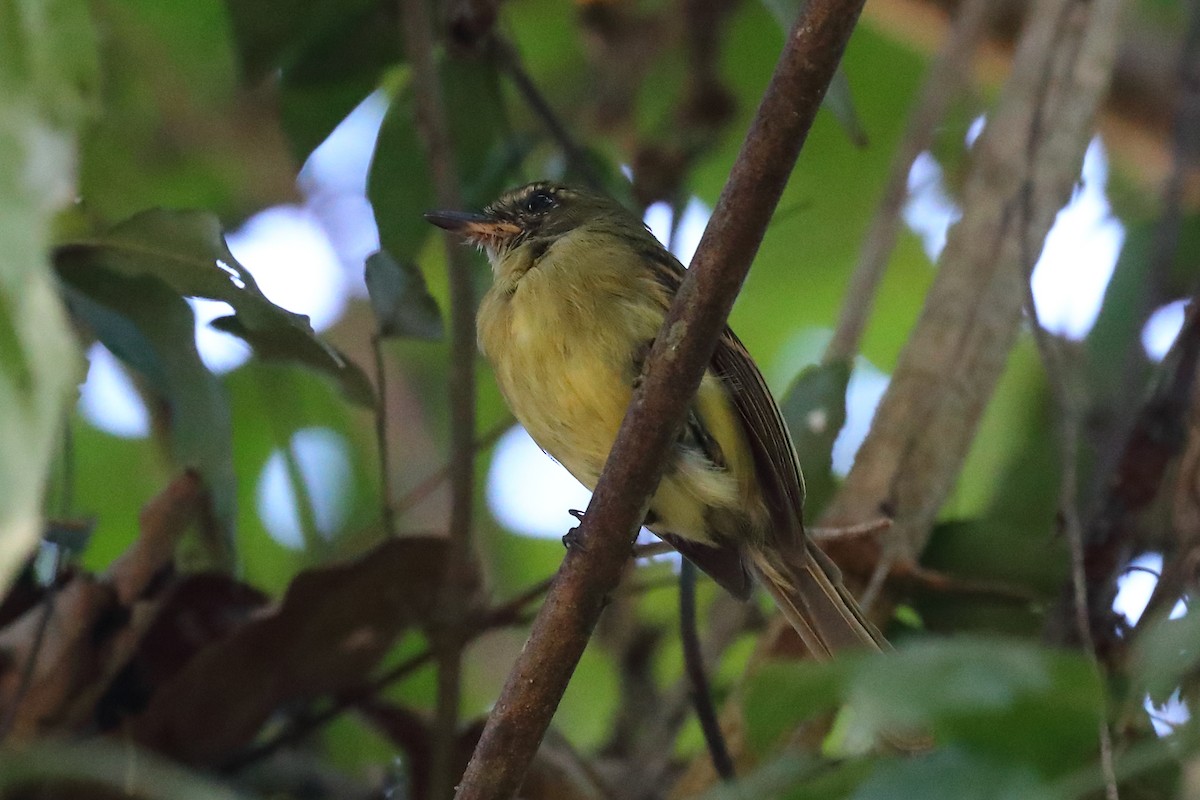 Large-headed Flatbill - ML597113981