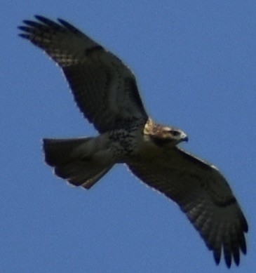 Red-tailed Hawk - ML597114201