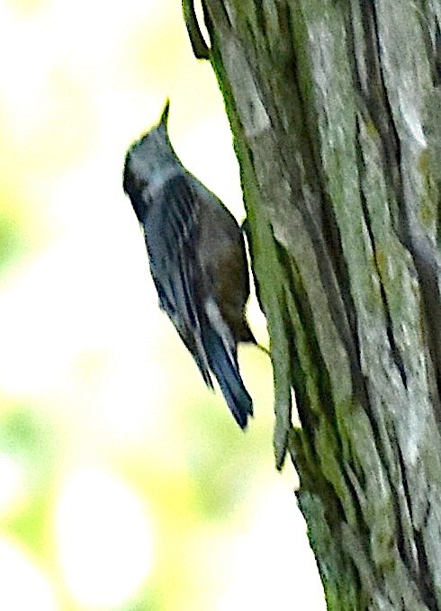 White-breasted Nuthatch - ML597114311
