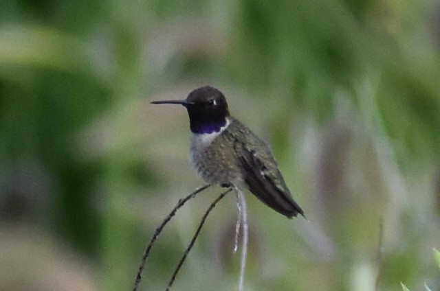 Black-chinned Hummingbird - Darren Hall