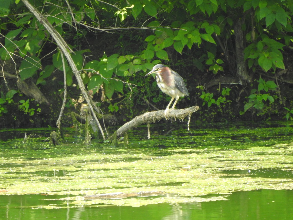 Green Heron - ML597114531