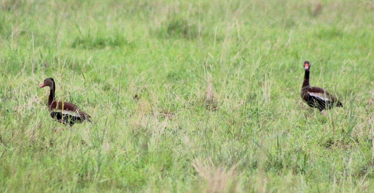 Black-bellied Whistling-Duck - ML597114801