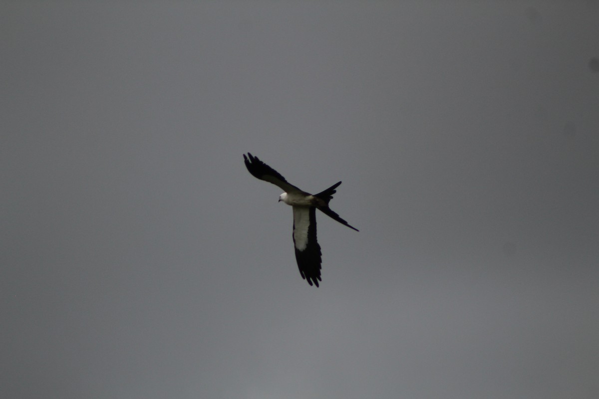 Swallow-tailed Kite - Joanne Panek