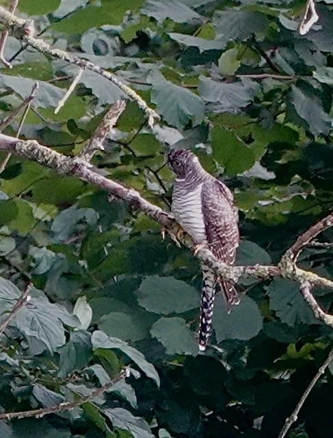 Common Cuckoo - ML597115991