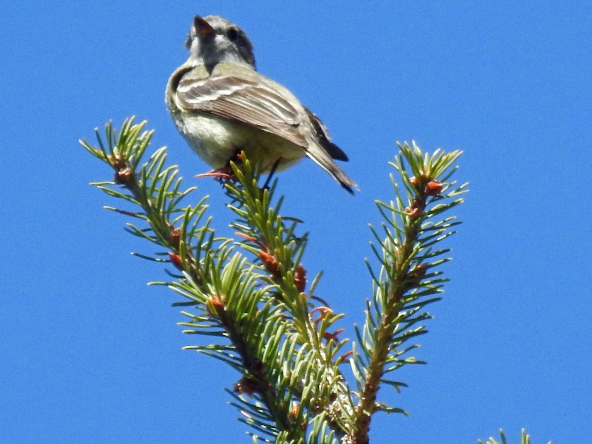 Hammond's Flycatcher - ML59711621