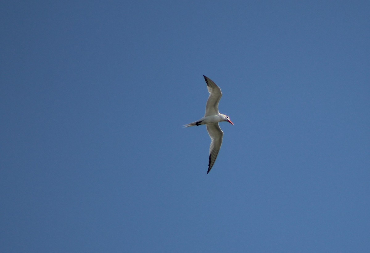 Royal Tern - Joanne Panek