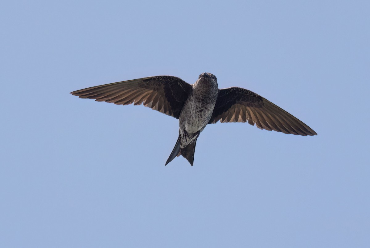 Purple Martin - ML597116351