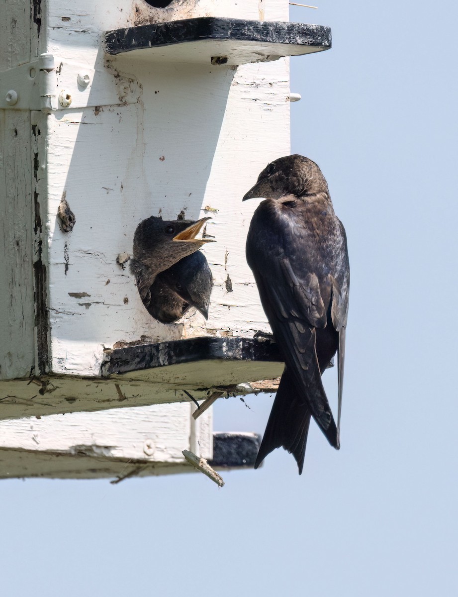 Purple Martin - Suzanne Labbé