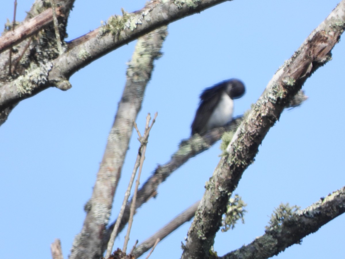 Tree Swallow - Julie Frost