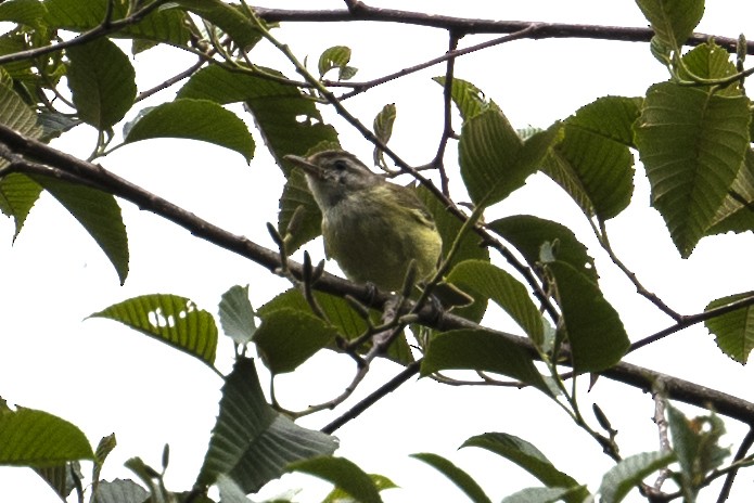 Mistletoe Tyrannulet - ML597116781