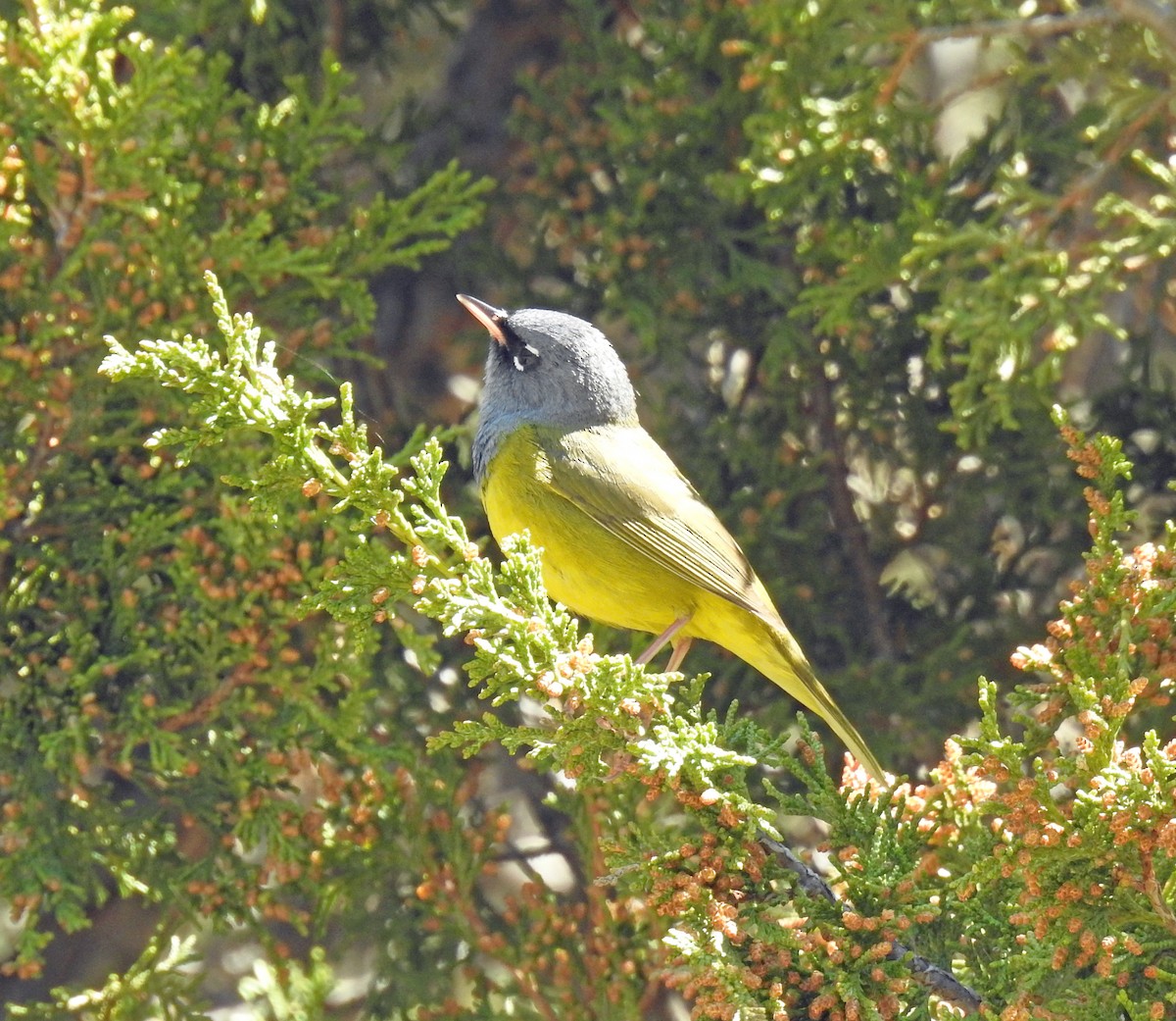 MacGillivray's Warbler - ML59711781