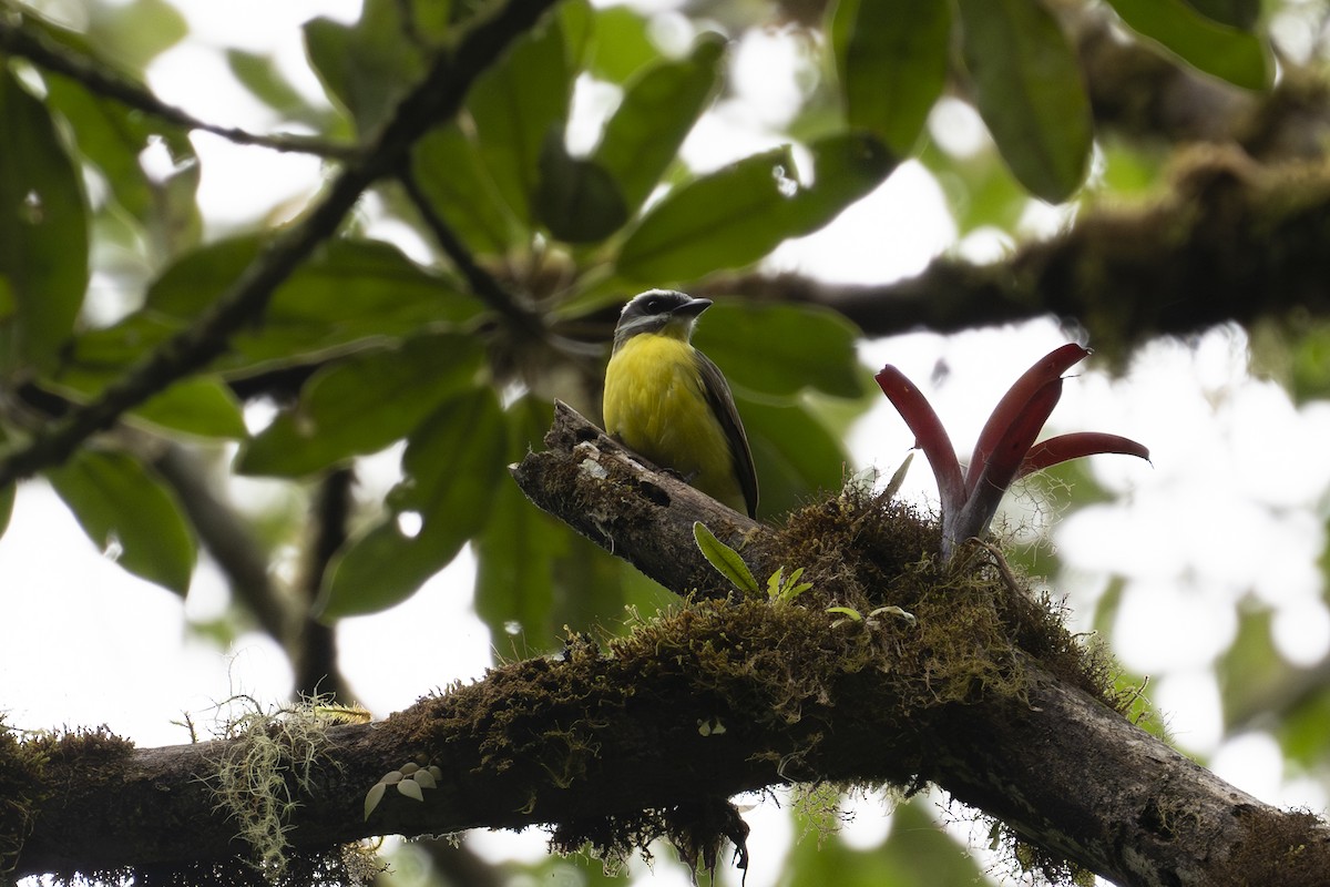 Golden-bellied Flycatcher - ML597118031