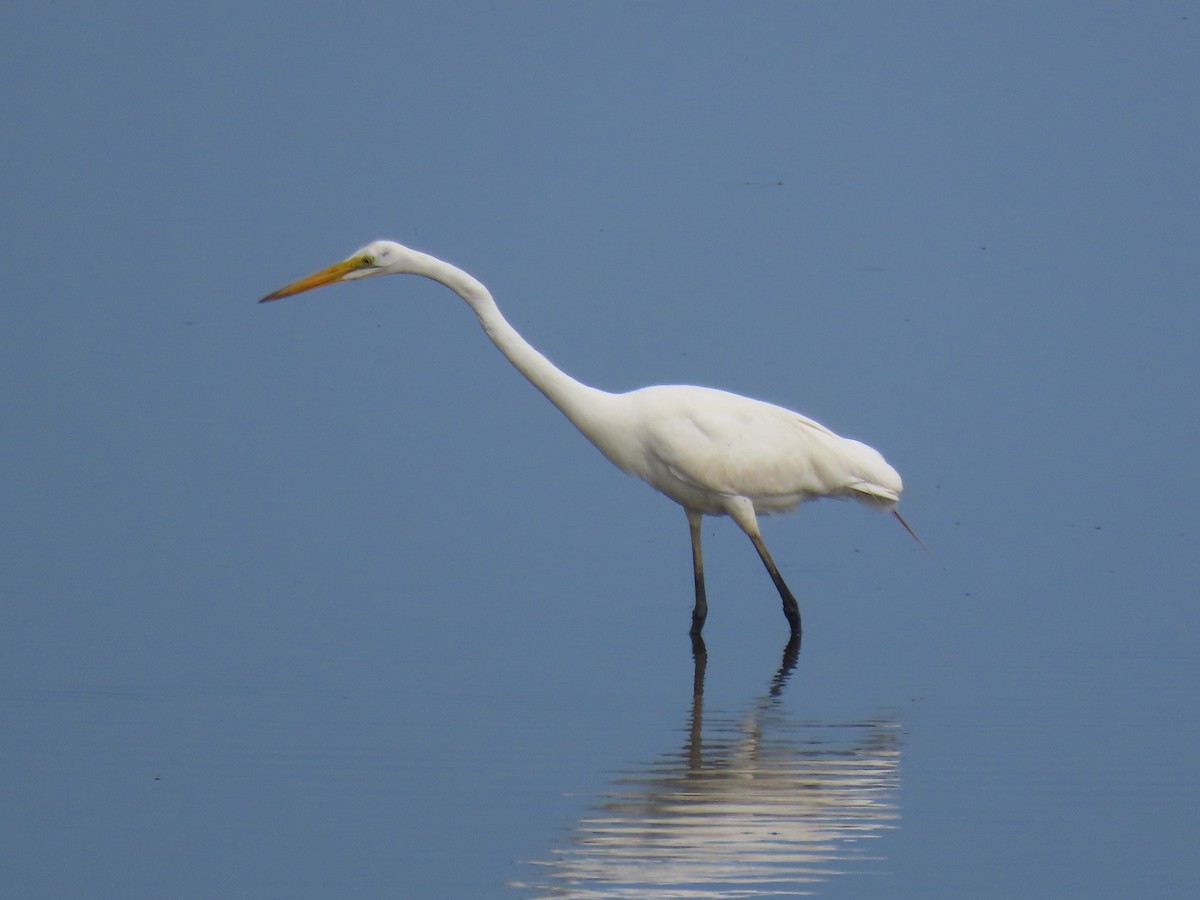 Great Egret - ML597118401