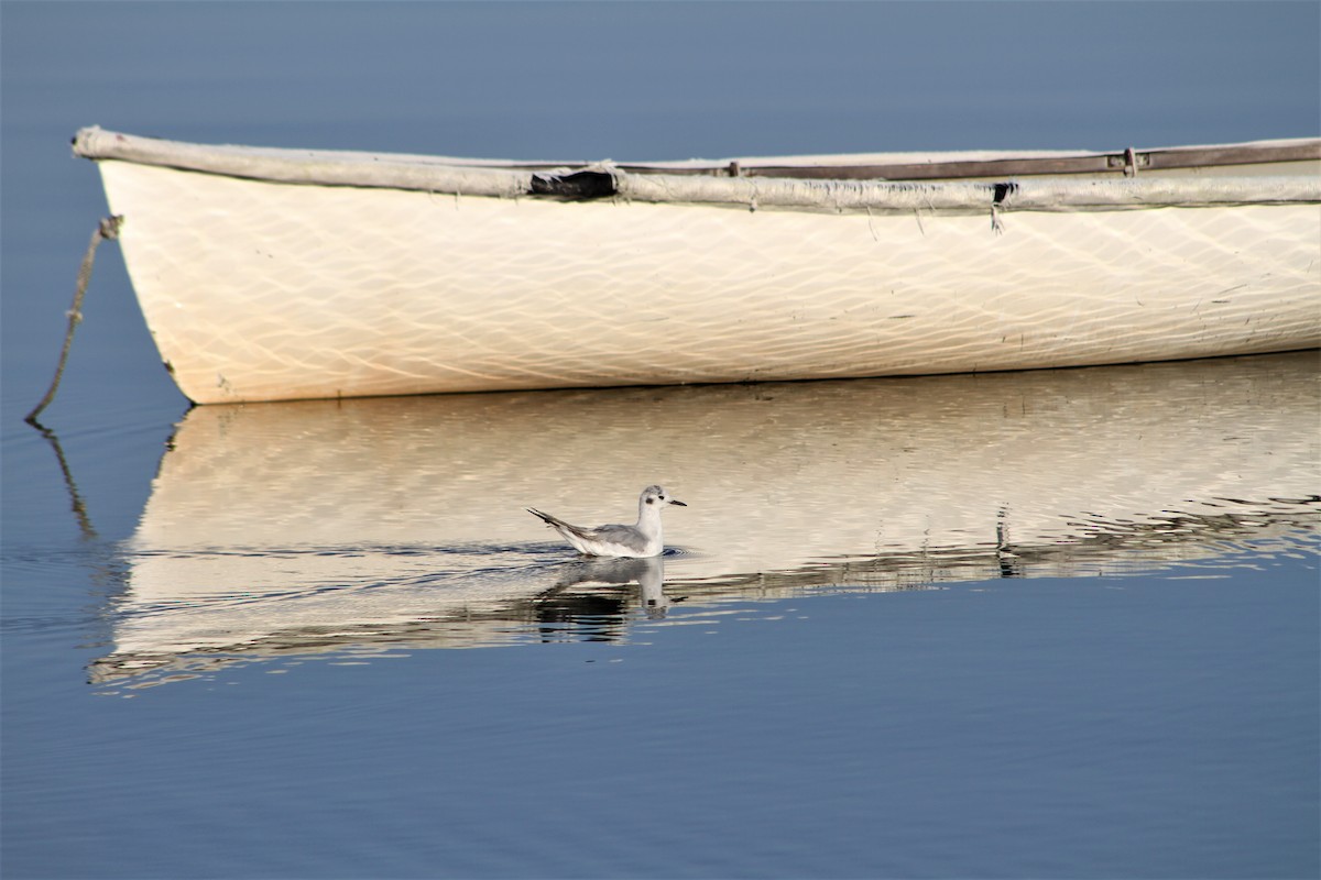 Gaviota de Bonaparte - ML597118661