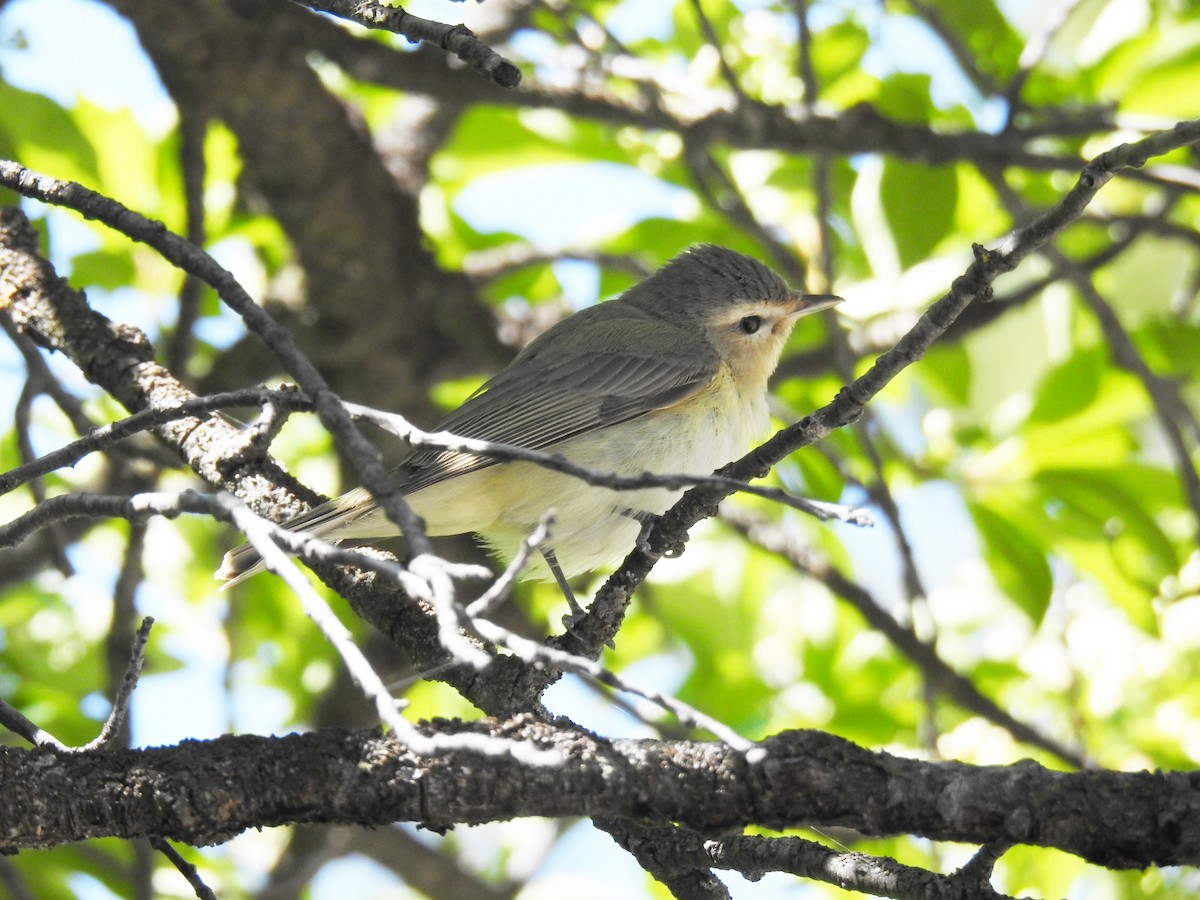 Warbling Vireo - ML59711871