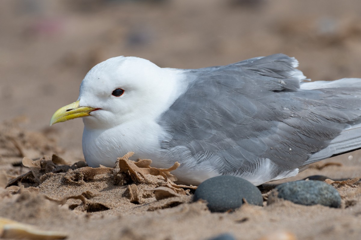 Mouette tridactyle - ML597119101