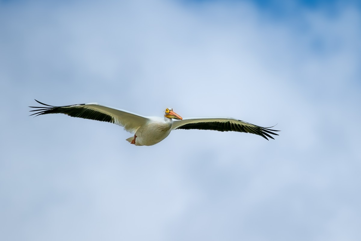American White Pelican - ML597119591