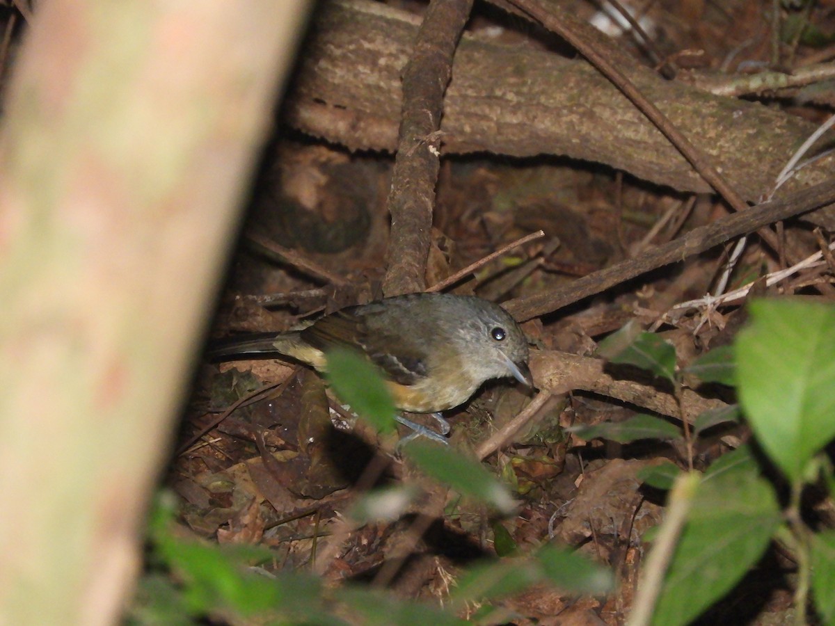 Variable Antshrike - ML597119721