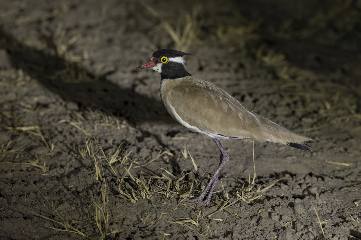 Black-headed Lapwing - ML597121141