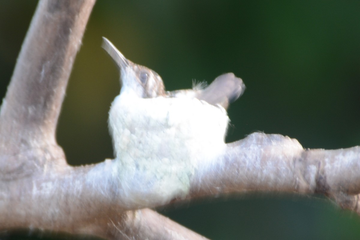 Black-throated Mango - ML597121231