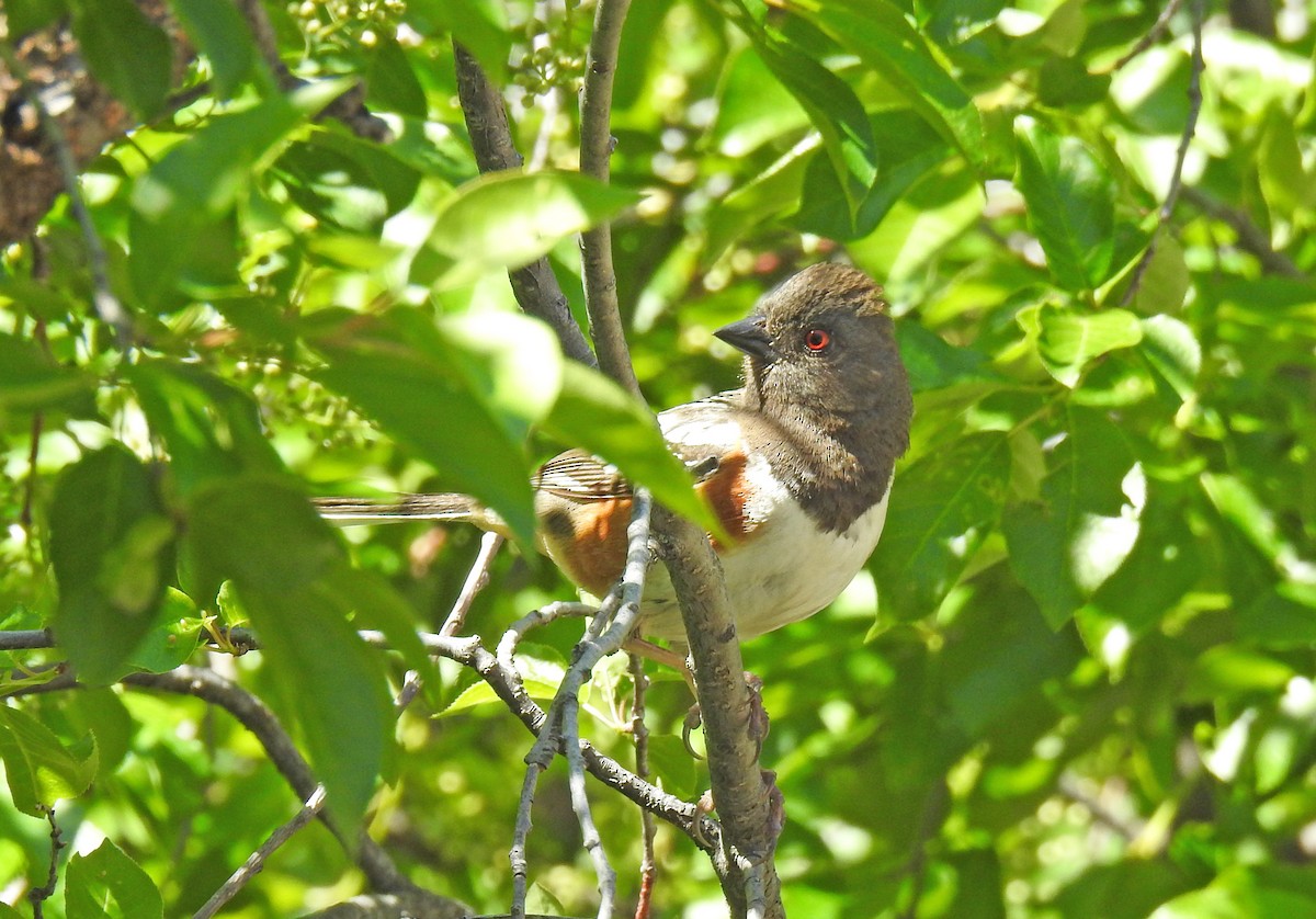 Spotted Towhee - ML59712151