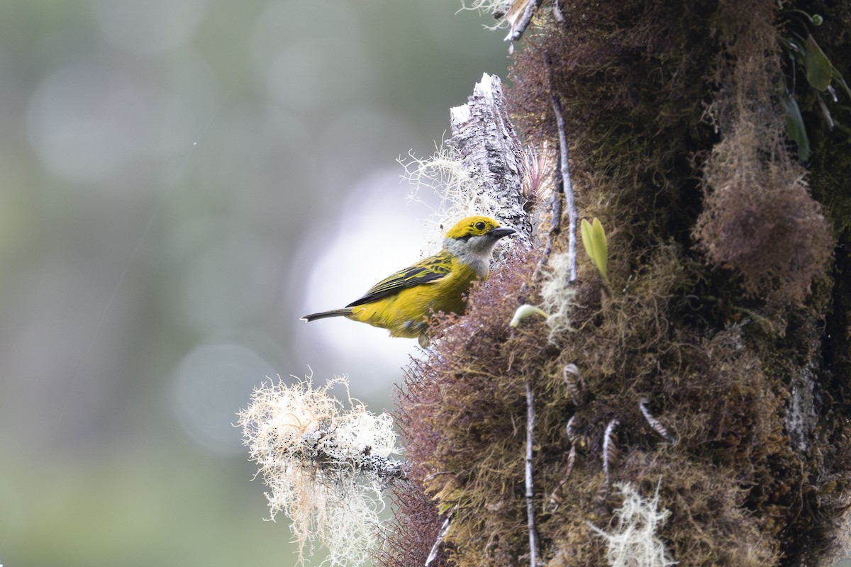 Silver-throated Tanager - ML597122621