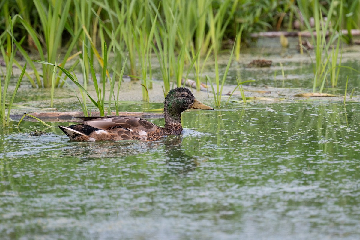 Mallard - ML597122801