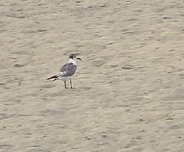 Franklin's Gull - ML597122851